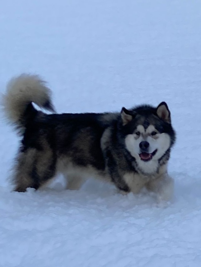 4789144  Alaskan Malamute