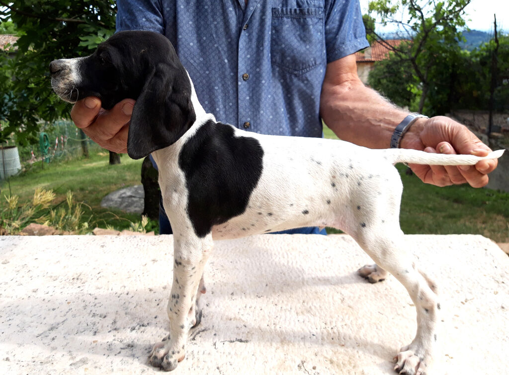 4662377  CUCCIOLI POINTER INGLESI