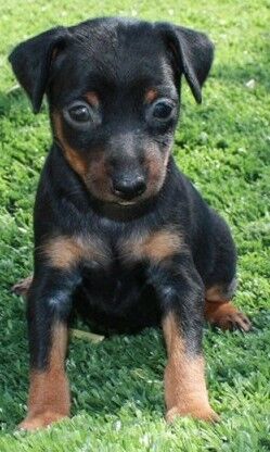 5333343  Pinscher nani