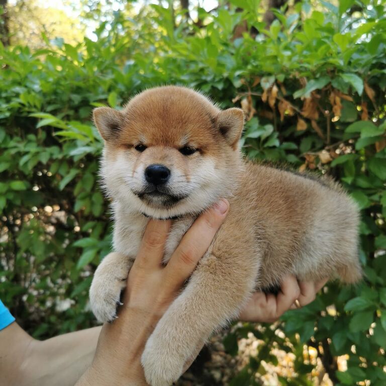 5319178  Shiba inu